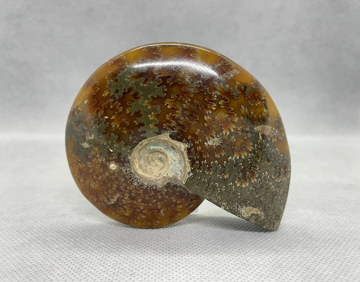 Ammonit "Cleoniceras Besairiei" Nr.3