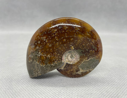 Ammonit "Cleoniceras Besairiei" Nr.6