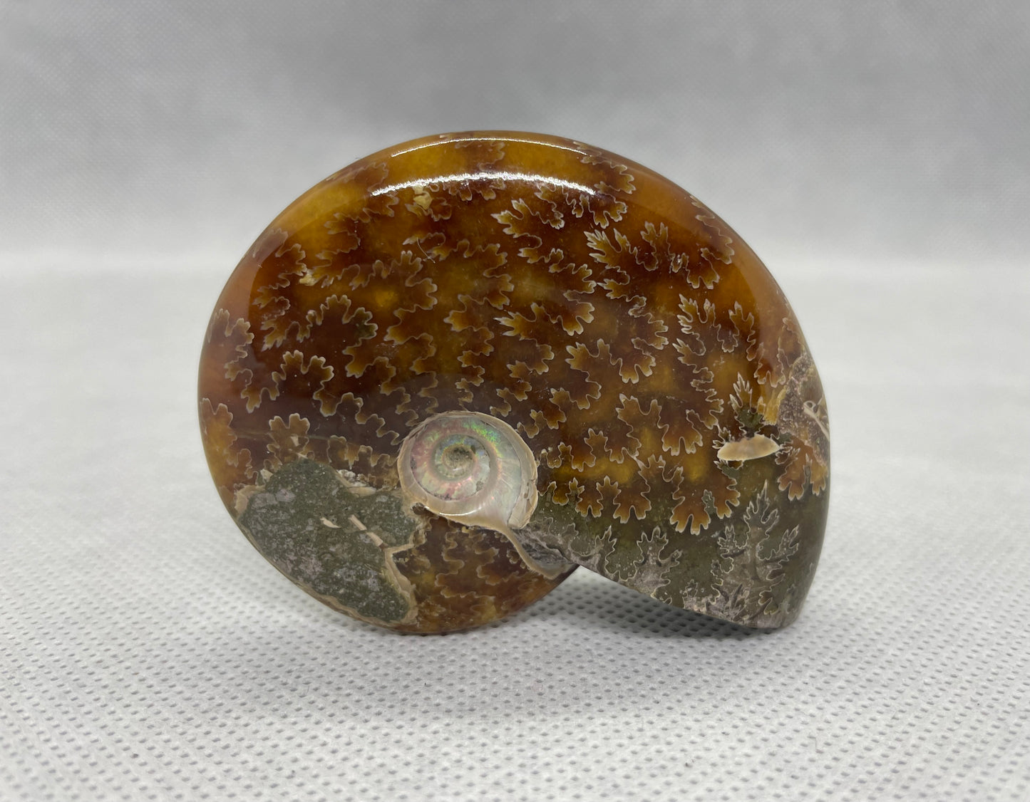 Ammonit "Cleoniceras Besairiei" Nr.6