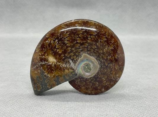 Ammonit "Cleoniceras Besairiei" Nr.8