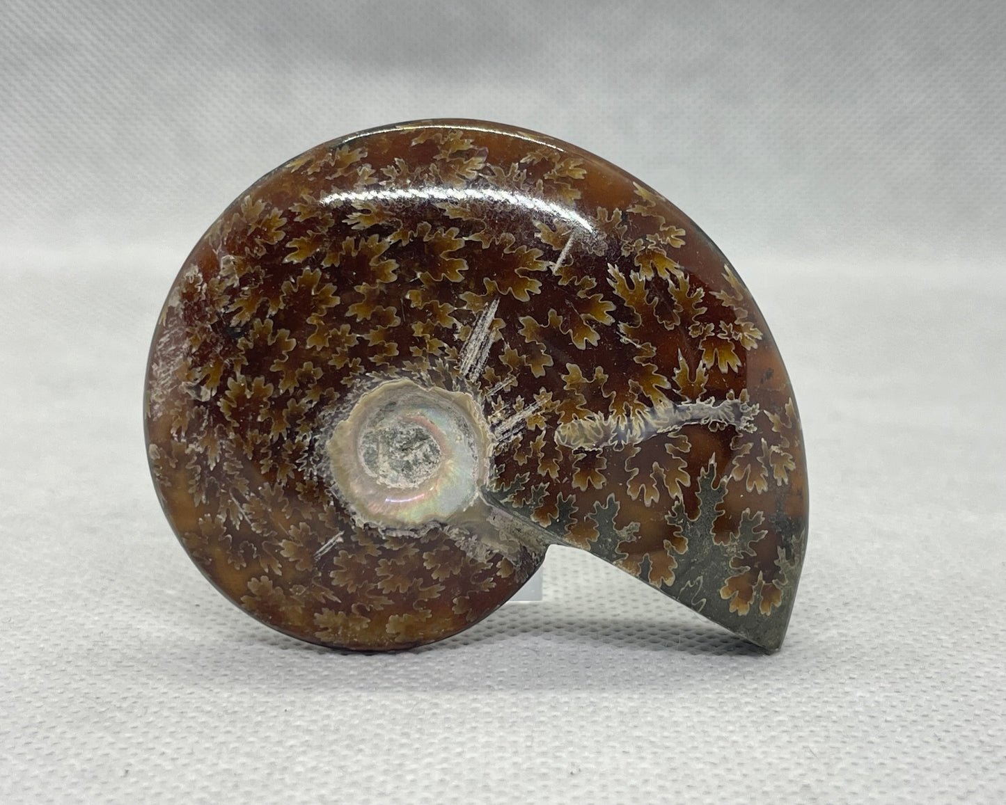 Ammonit "Cleoniceras Besairiei" Nr.8