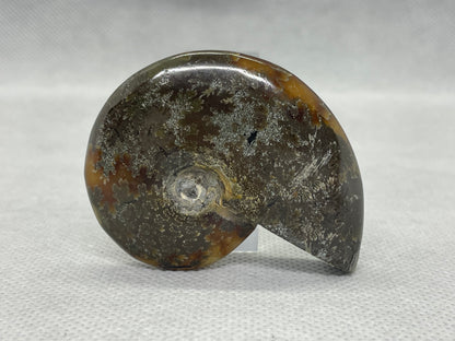 Ammonit "Cleoniceras Besairiei" Nr.9