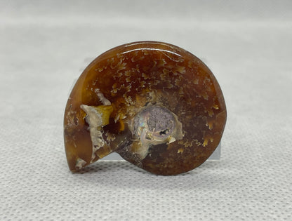 Ammonit "Cleoniceras Besairiei" Nr.10