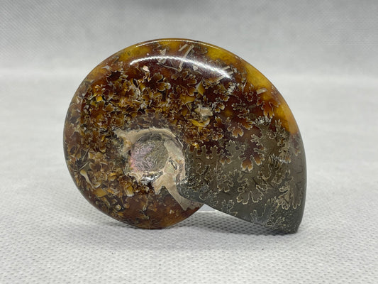 Ammonit "Cleoniceras Besairiei" Nr.13