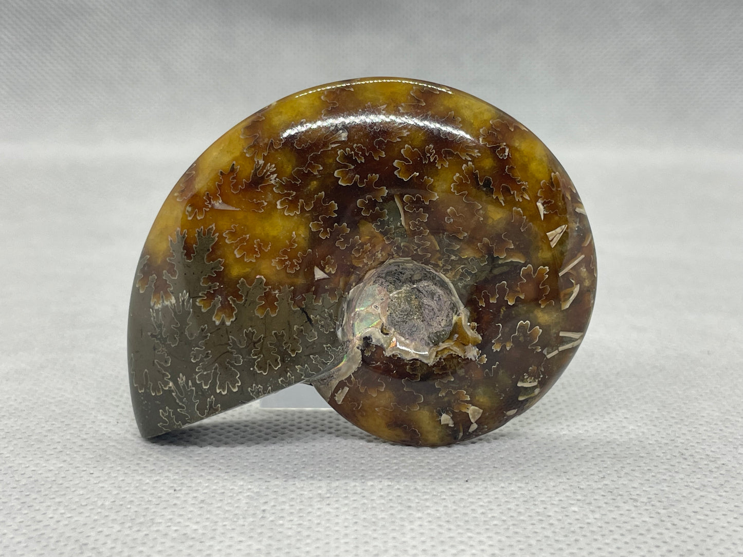 Ammonit "Cleoniceras Besairiei" Nr.13