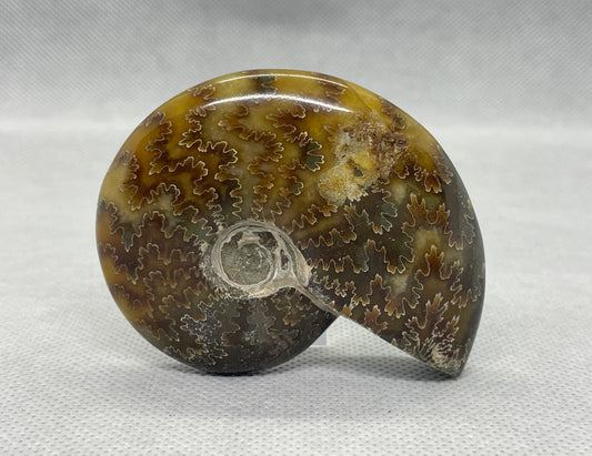 Ammonit "Cleoniceras Besairiei" Nr.15
