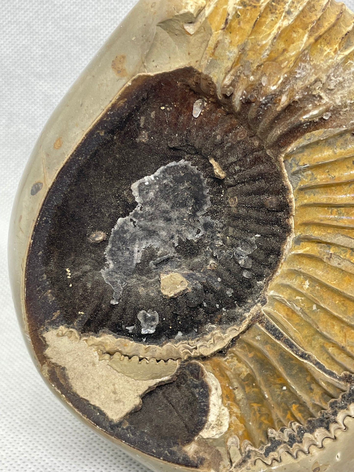 Septaria Ammonit Nr.1