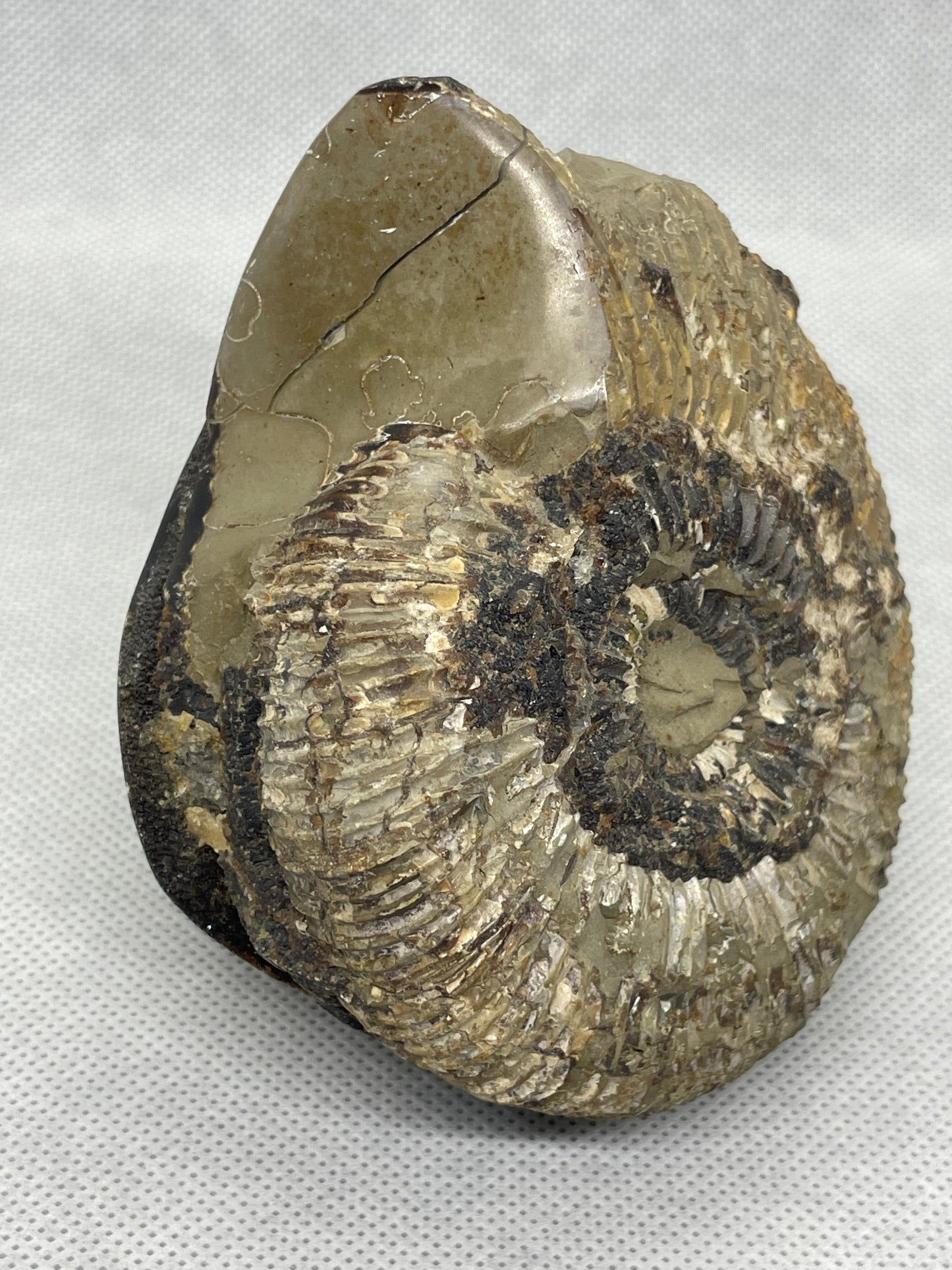 Septaria Ammonit Nr.3