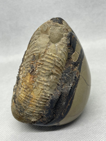 Septaria Ammonit Nr.3