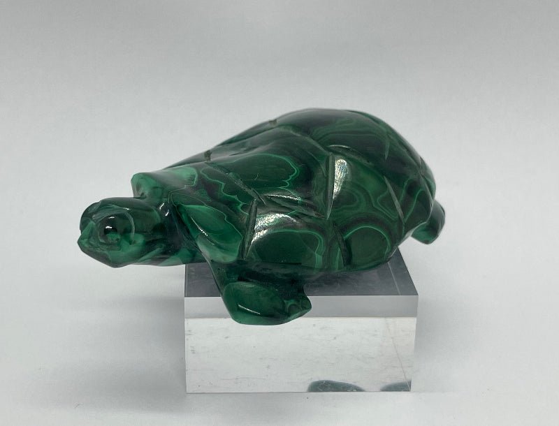 Malachit Schildkröte mit tiefgrünen Farbverläufen