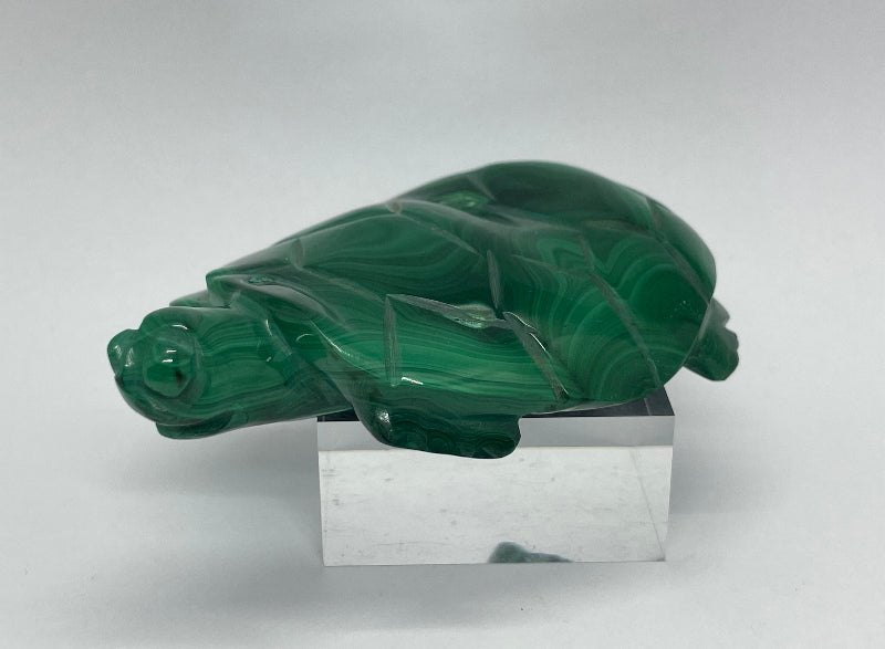 Detailaufnahme Malachit Schildkröte – glänzende Oberfläche und grüne Farbverläufe