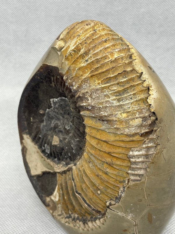 Septaria Ammonit Nr.1 - Mineralien - Kiste