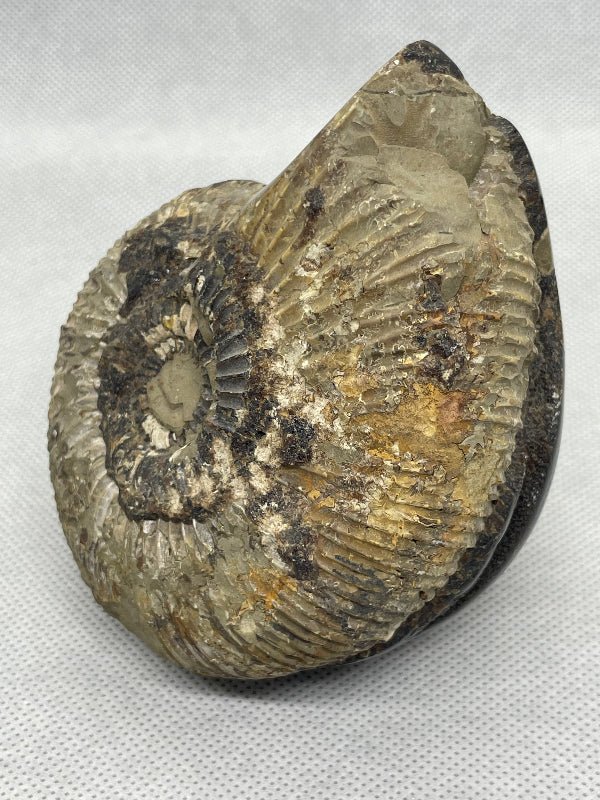 Septaria Ammonit Nr.3 - Mineralien - Kiste