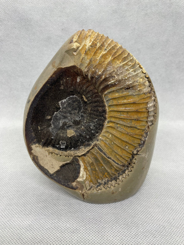 Septaria Ammonit