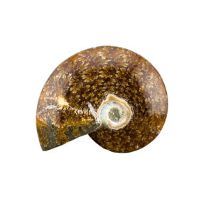 Ammonit Fossil Rückseite mit prähistorischen Strukturen