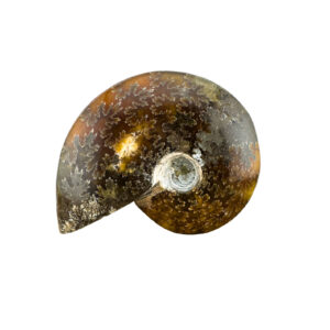 Ammonit Fossil mit detailreicher Spirale Vorderseite