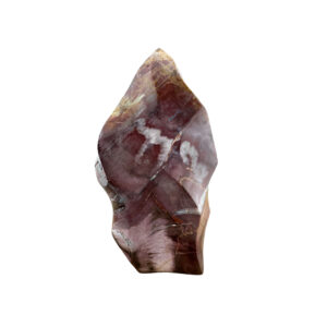 Versteinertes Holz Madagaskar – Fossil Sammlerstück mit einzigartiger Maserung